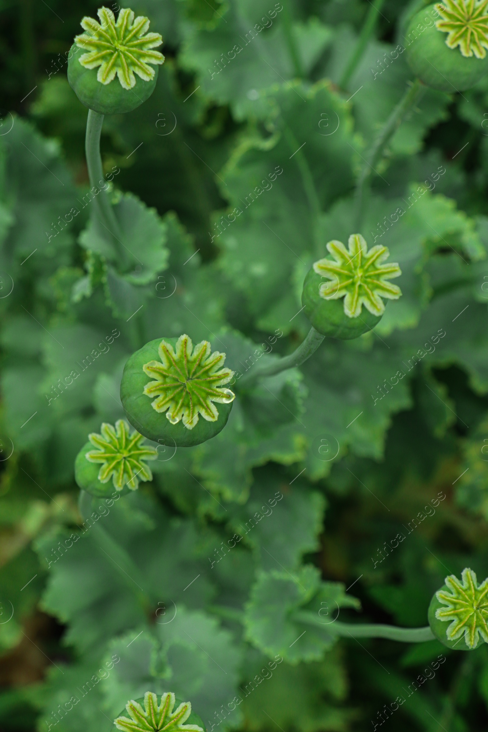 Photo of Green poppy heads growing in field, top view