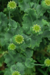 Green poppy heads growing in field, top view