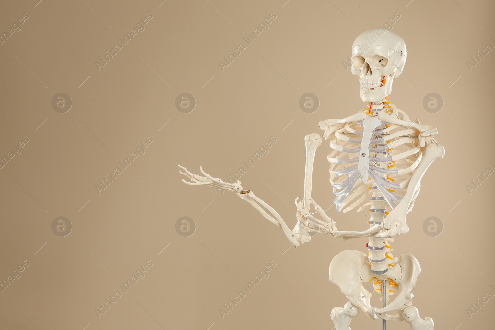 Photo of Artificial human skeleton model on beige background. Space for text