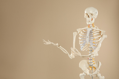 Artificial human skeleton model on beige background. Space for text