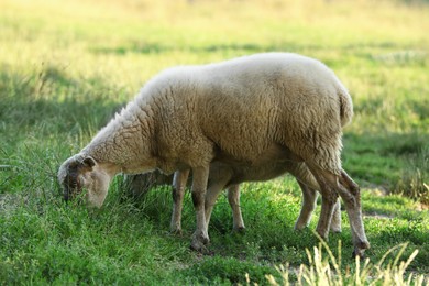 Beautiful sheep and lamb grazing on green pasture. Farm animal
