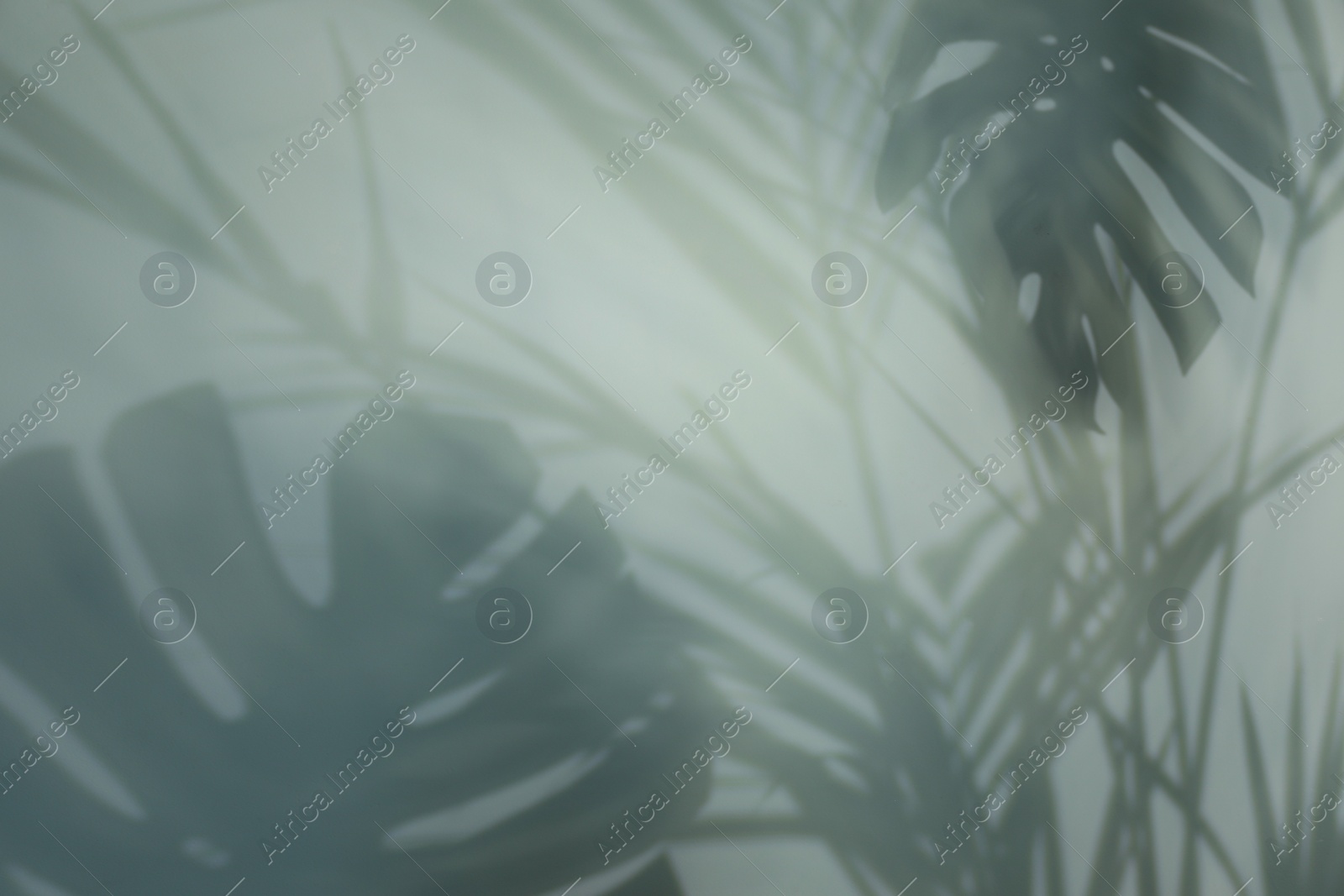 Photo of Shadow of tropical plants on light background