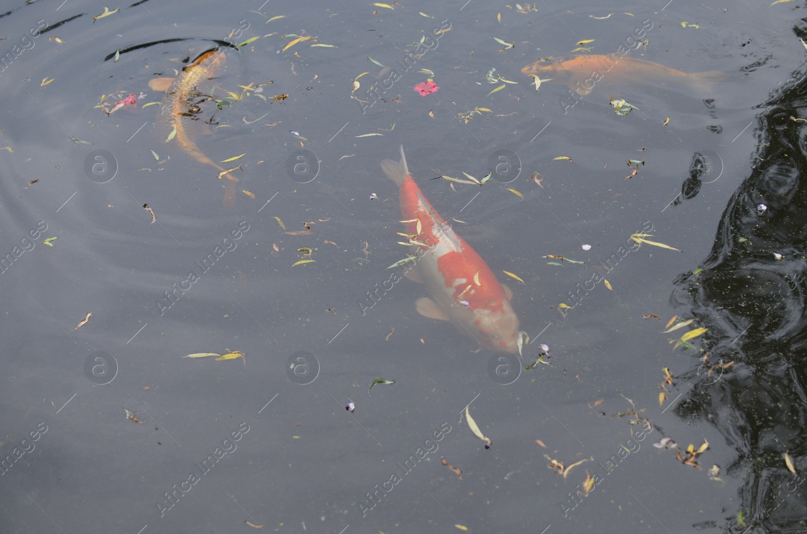 Photo of Beautiful koi carps swimming in pond outdoors