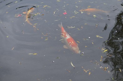 Beautiful koi carps swimming in pond outdoors