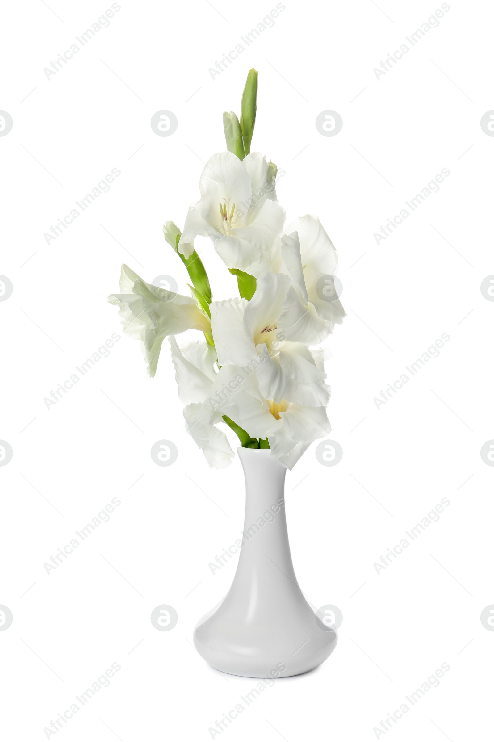 Photo of Vase with beautiful gladiolus flowers on white background