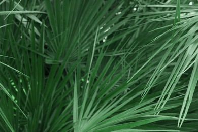 Photo of Beautiful green tropical leaves outdoors, closeup view