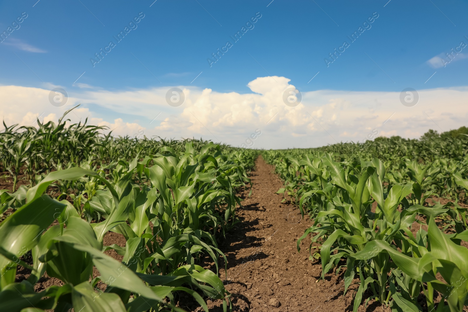 Photo of Beautiful view of corn field. Agriculture industry