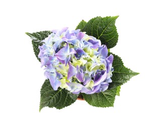 Photo of Beautiful blooming hydrangea flower in pot on white background, top view