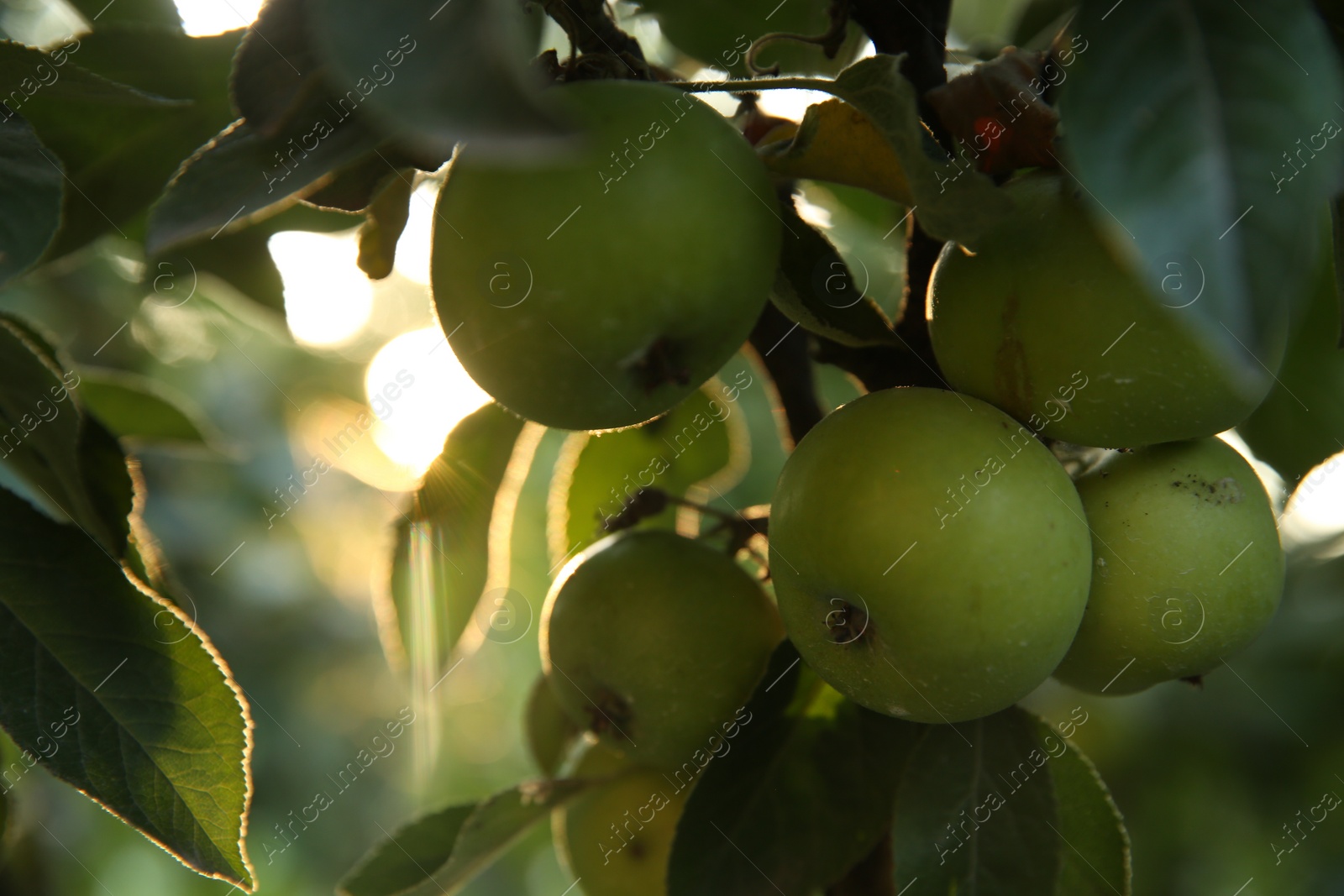 Photo of Ripe apples on tree branch in garden