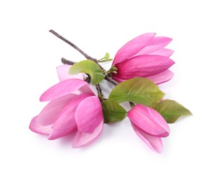 Photo of Beautiful pink magnolia flowers isolated on white