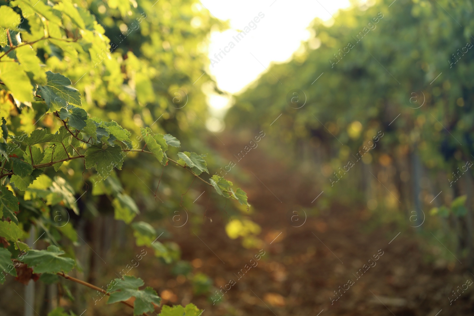 Photo of Green grape vines growing in vineyard, closeup view