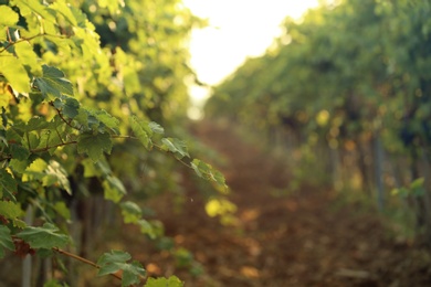 Photo of Green grape vines growing in vineyard, closeup view