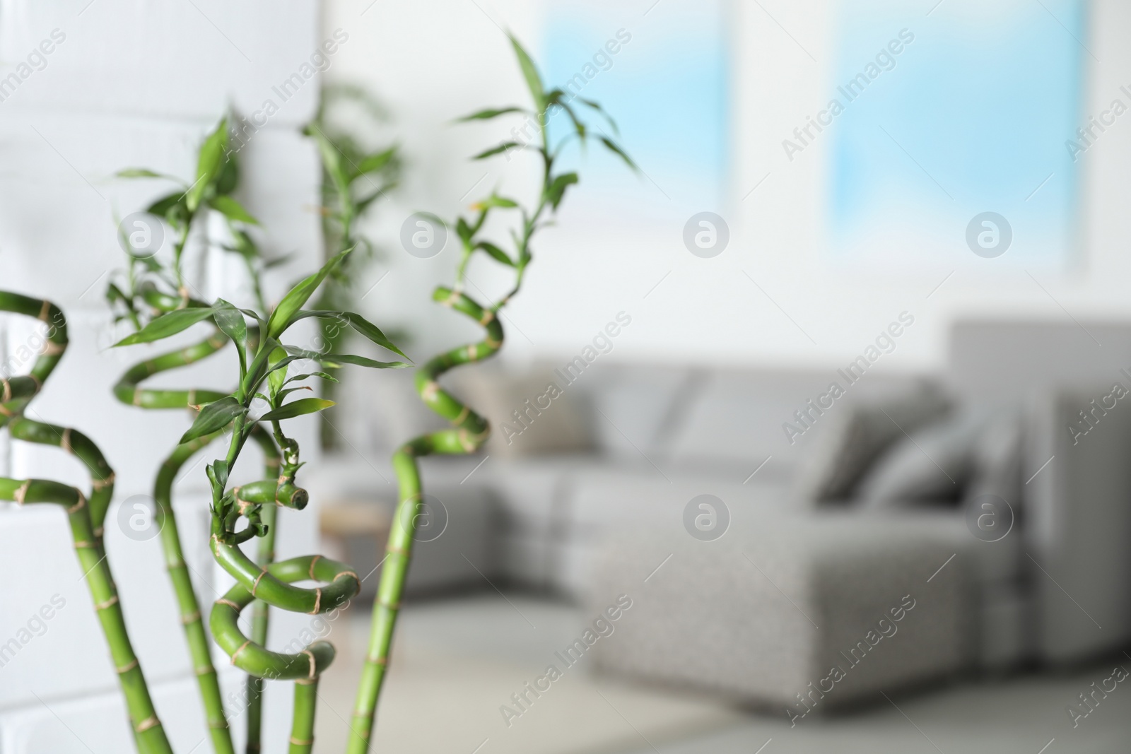 Photo of Bamboo stems in living room, space for text