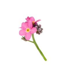 Photo of Delicate pink Forget-me-not flowers on white background