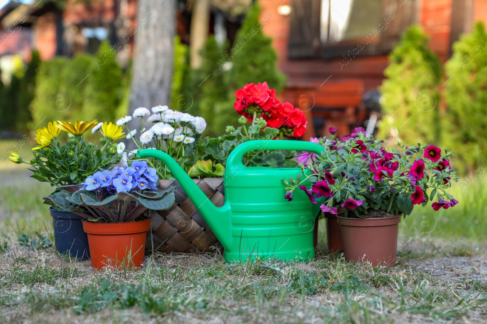 Photo of Beautiful blooming flowers and watering can on green grass in garden