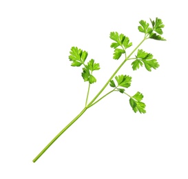 Fresh green organic parsley on white background