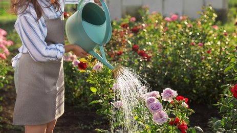 Photo of Closeup view of woman watering rose bushes outdoors. Gardening tools