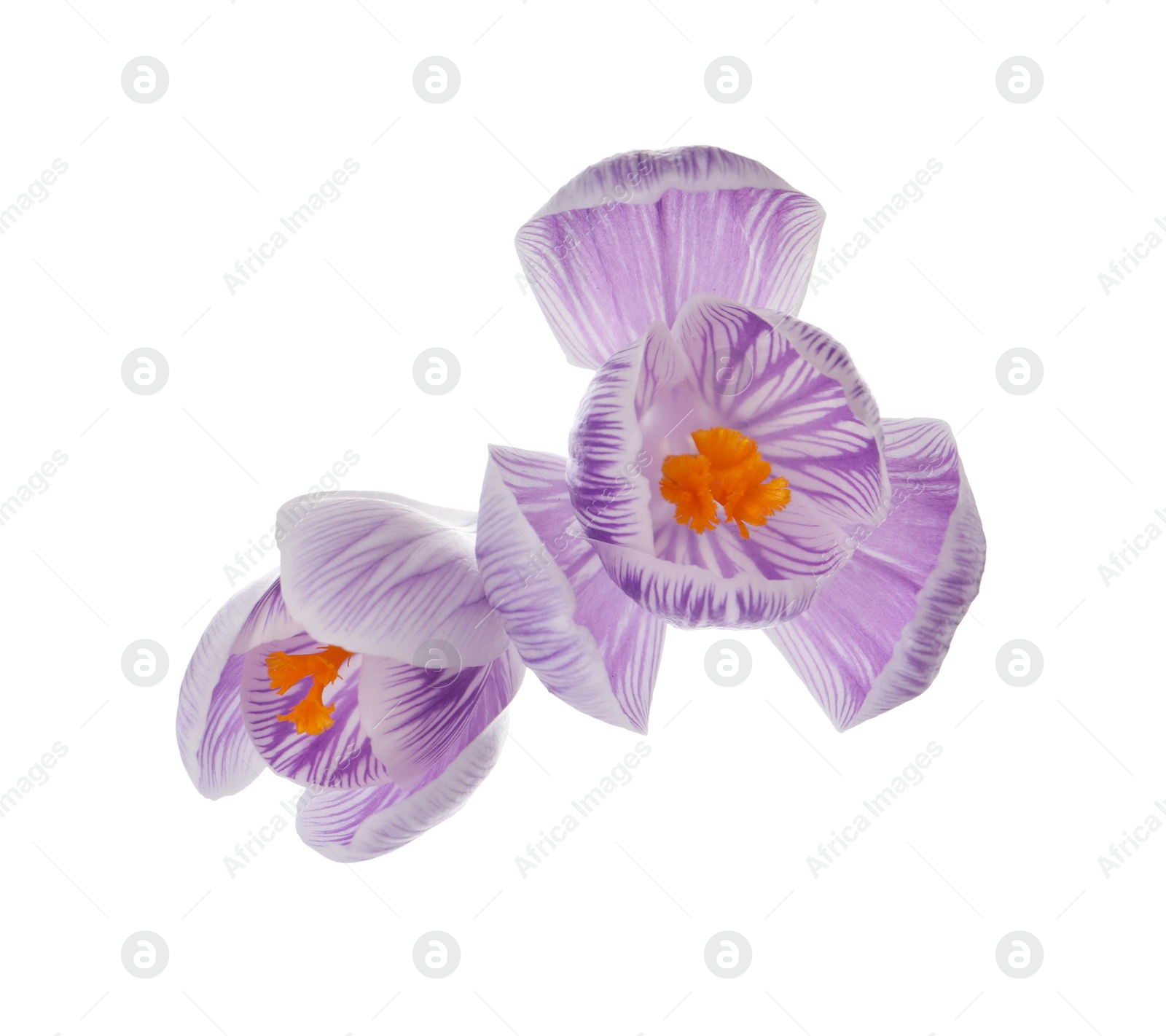 Photo of Beautiful fresh crocus flowers on white background