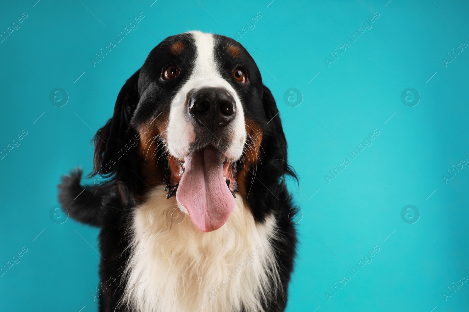 Photo of Cute Bernese Mountain dog on blue background. Space for text