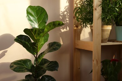 Photo of Beautiful houseplants near beige wall indoors. House decor