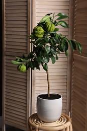Idea for minimalist interior design. Small potted bergamot tree with fruits on table near folding screen