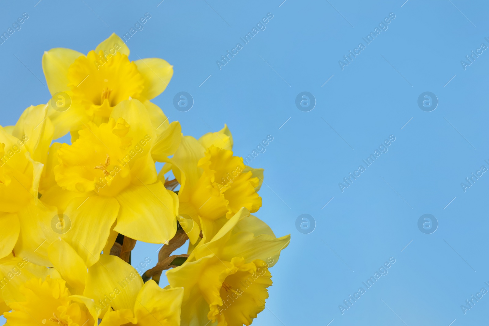 Photo of Beautiful daffodils on blue background, space for text. Fresh spring flowers