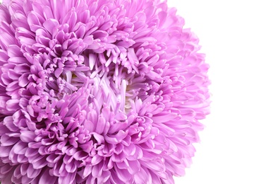 Photo of Beautiful violet aster flower on white background, closeup