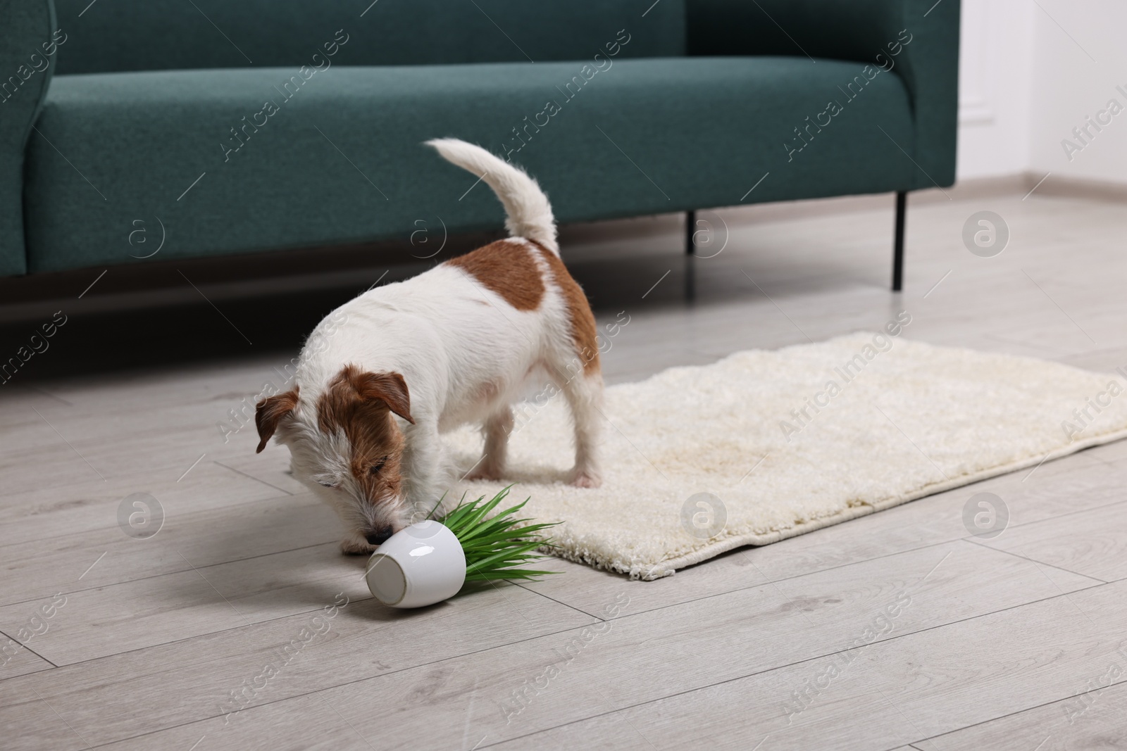 Photo of Cute dog near overturned houseplant on rug indoors. Space for text