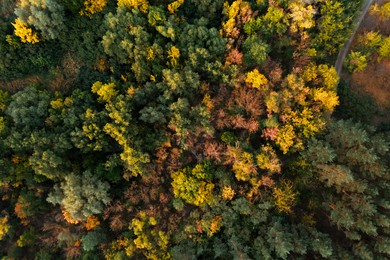 Image of Beautiful aerial view of forest on autumn day