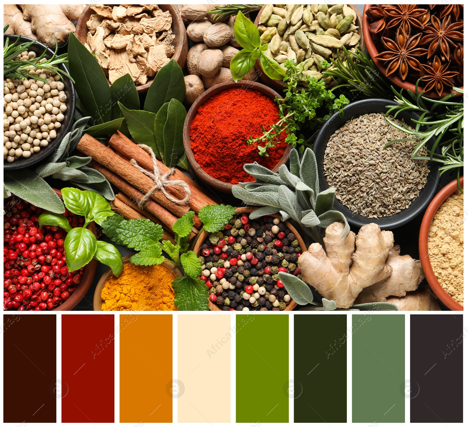 Image of Different fresh herbs and spices and color palette. Collage