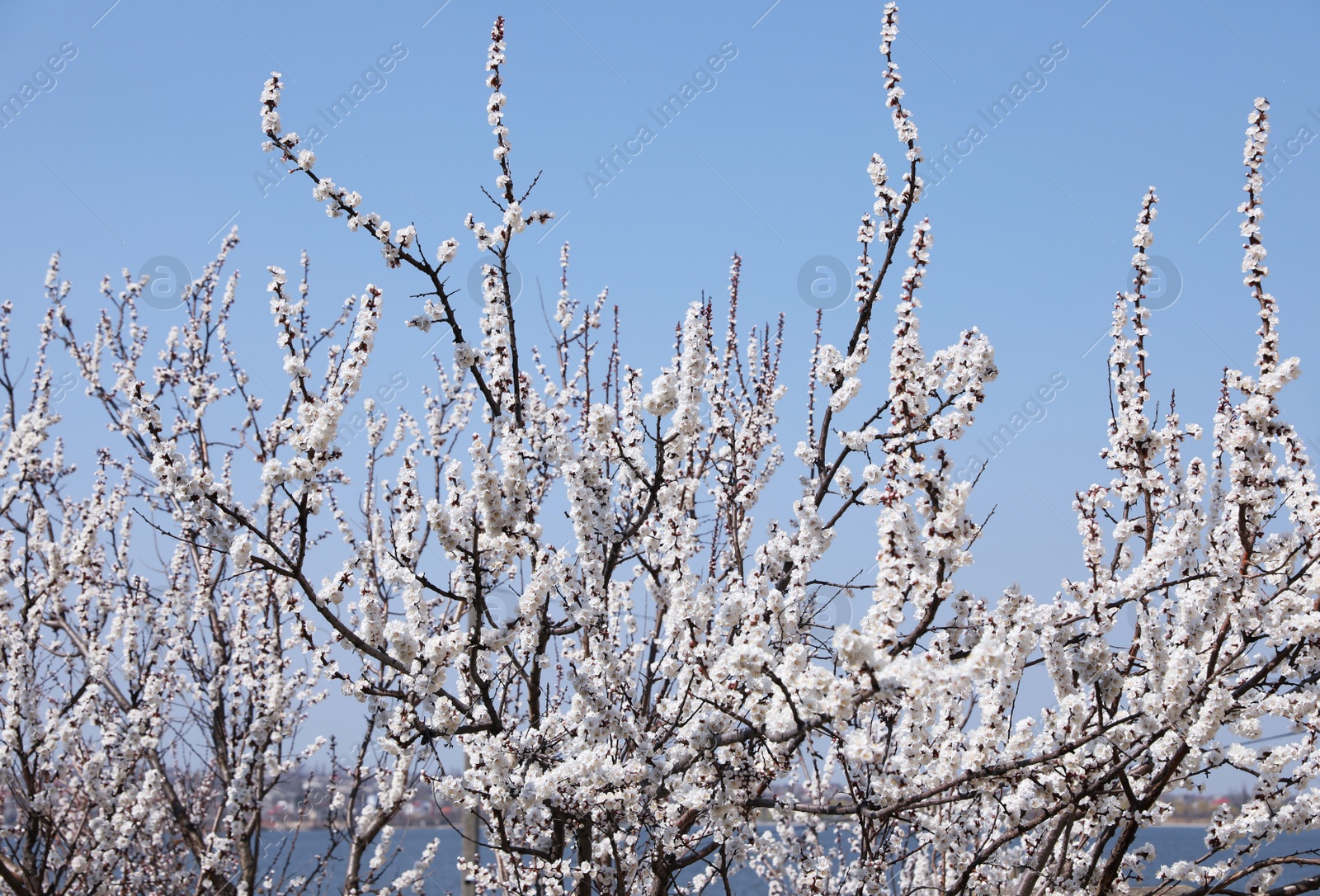 Photo of Beautiful apricot tree branches with tiny tender flowers outdoors. Awesome spring blossom