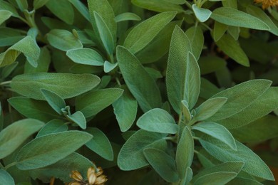 Photo of Beautiful sage with green leaves growing outdoors, closeup