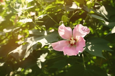 Beautiful pink hibiscus flower growing outside, closeup