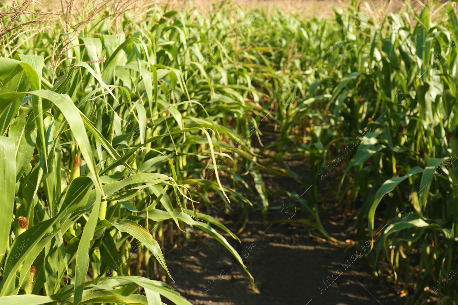 Photo of Beautiful view of corn field on sunny day