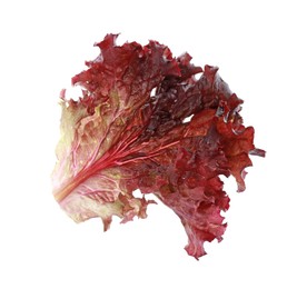 Photo of Leaf of fresh red coral lettuce isolated on white