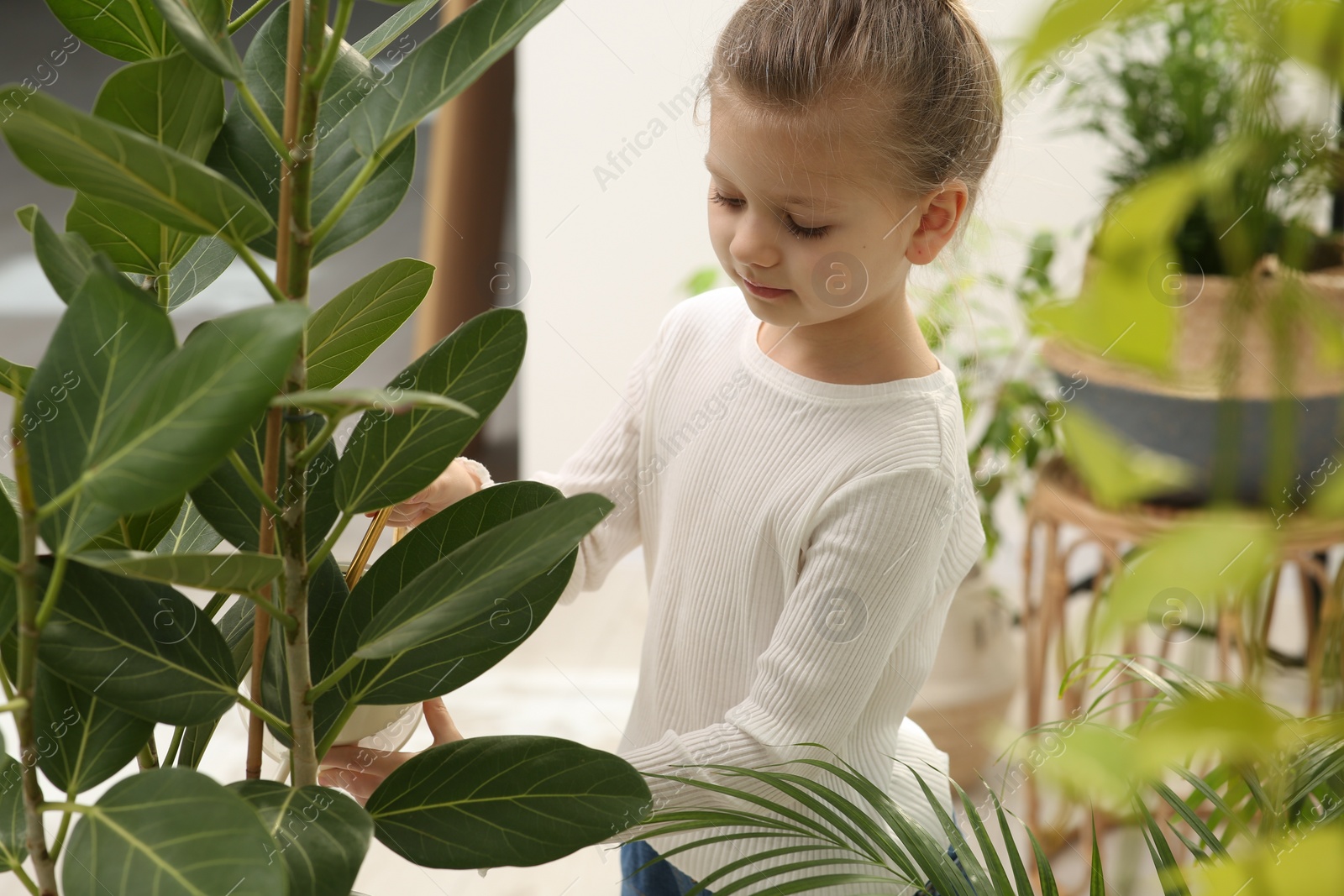 Photo of Cute little girl watering beautiful green plant at home. House decor