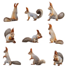 Image of Set with cute squirrels on white background