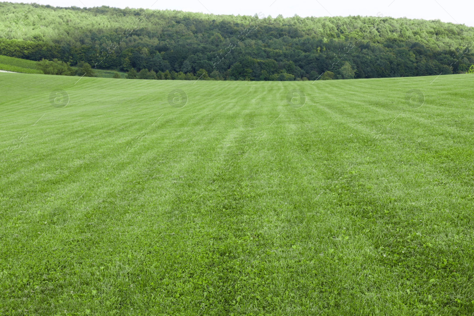 Photo of Beautiful meadow with bright green grass outdoors