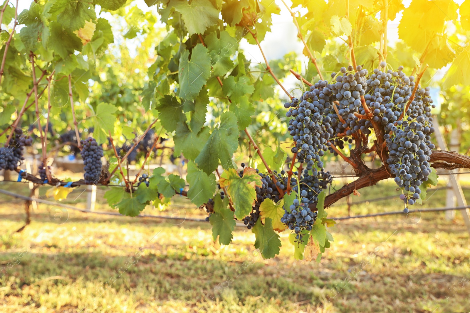 Photo of Delicious ripe grapes in vineyard. Harvest season