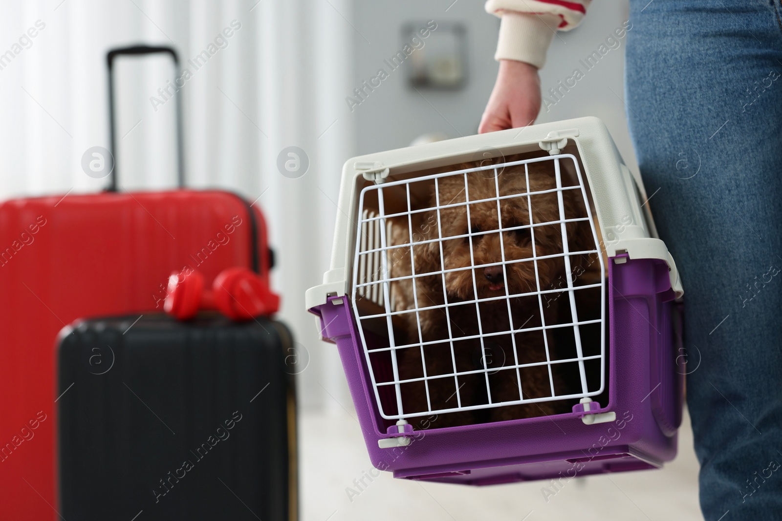 Photo of Travel with pet. Woman holding carrier with dog at home, closeup