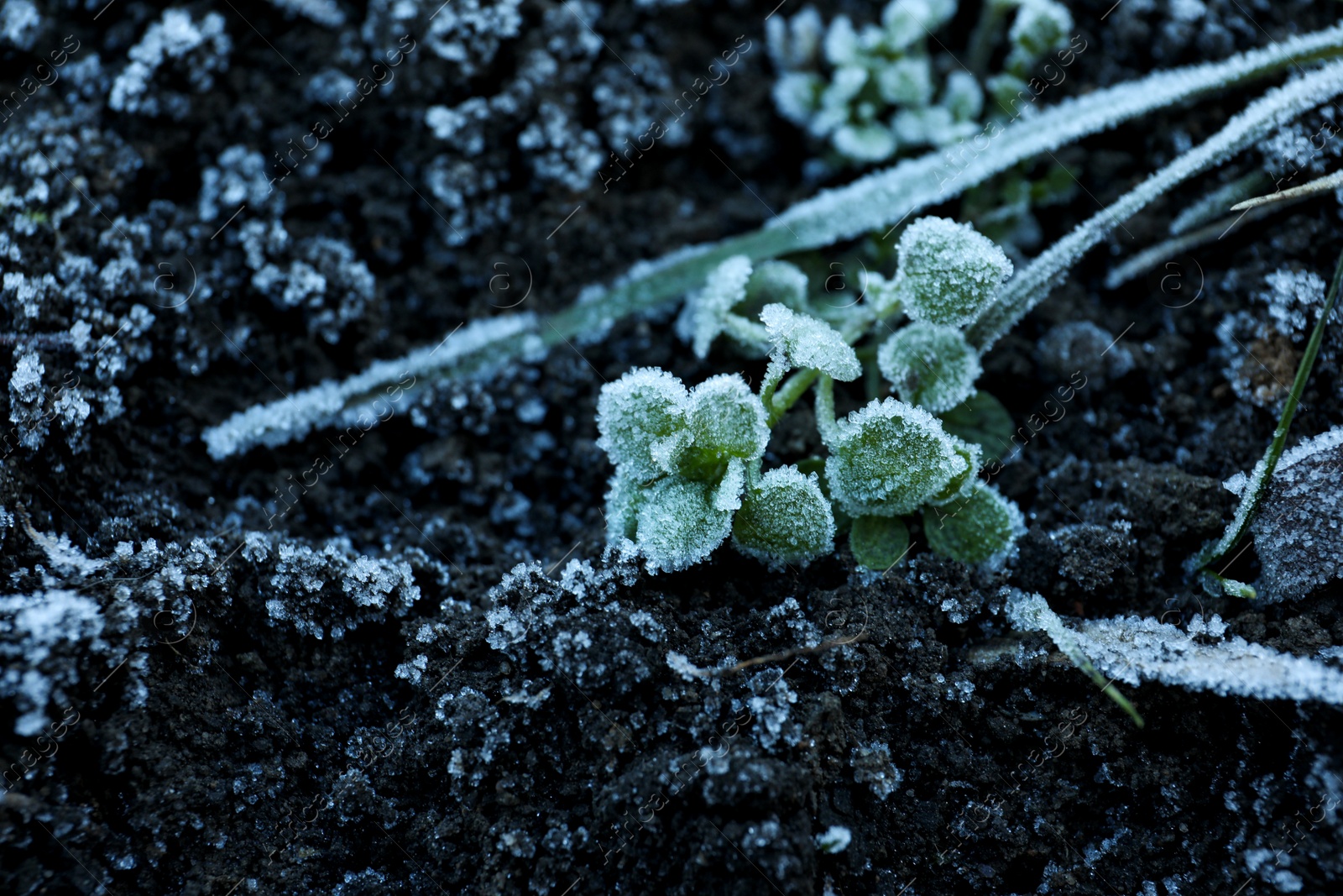 Photo of Green leaves covered with hoarfrost on ground, closeup