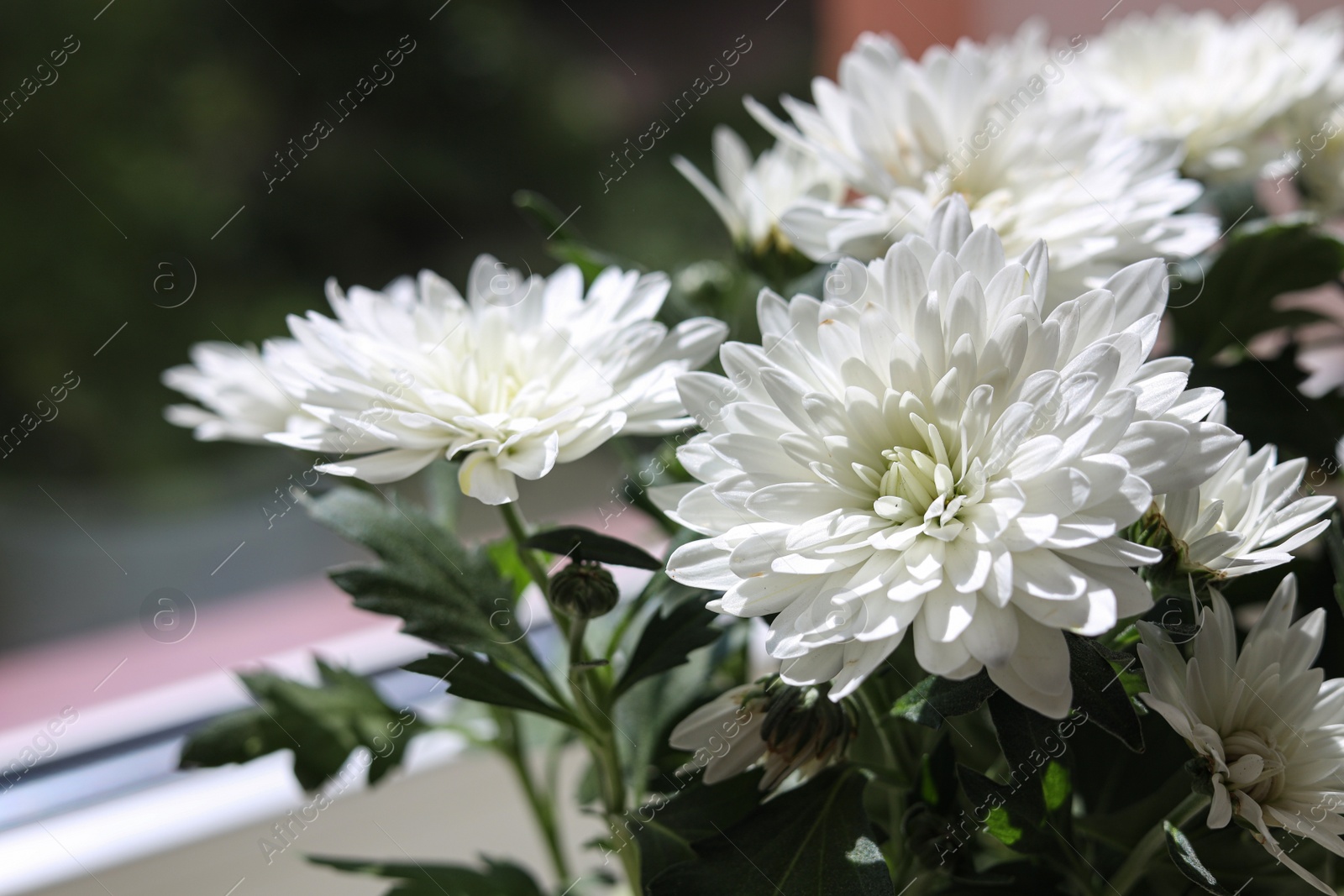 Photo of Beautiful chrysanthemum flowers near window indoors, closeup