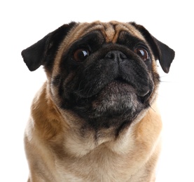 Happy cute pug dog isolated on white