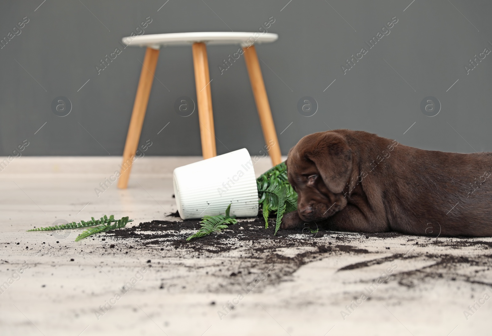 Photo of Chocolate Labrador Retriever puppy with overturned houseplant at home