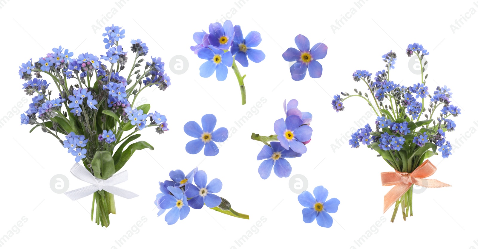 Image of Set with beautiful tender forget me not flowers on white background. Banner design