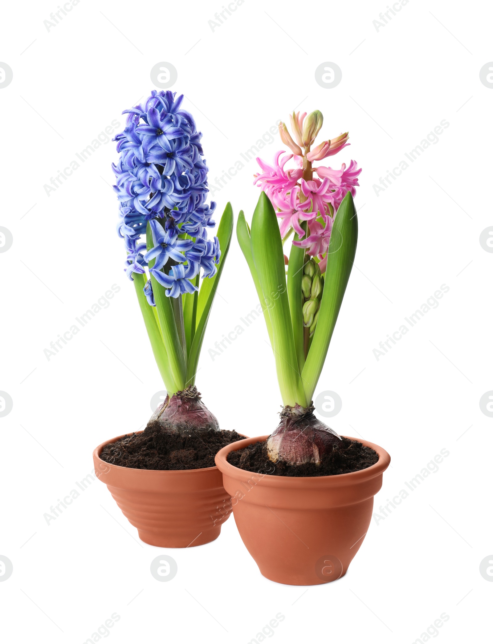 Photo of Beautiful potted hyacinth flowers on white background