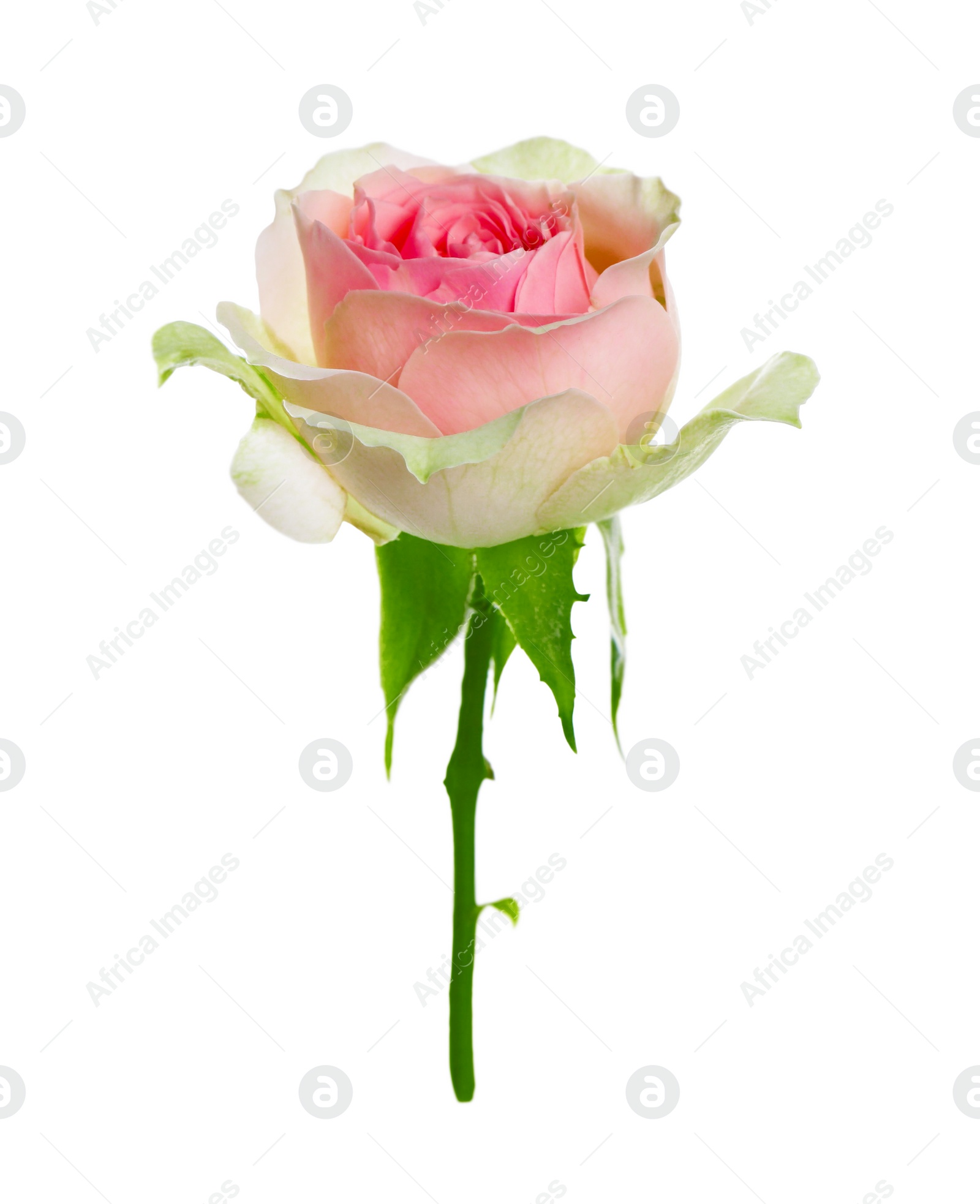 Photo of Beautiful rose with tender petals isolated on white