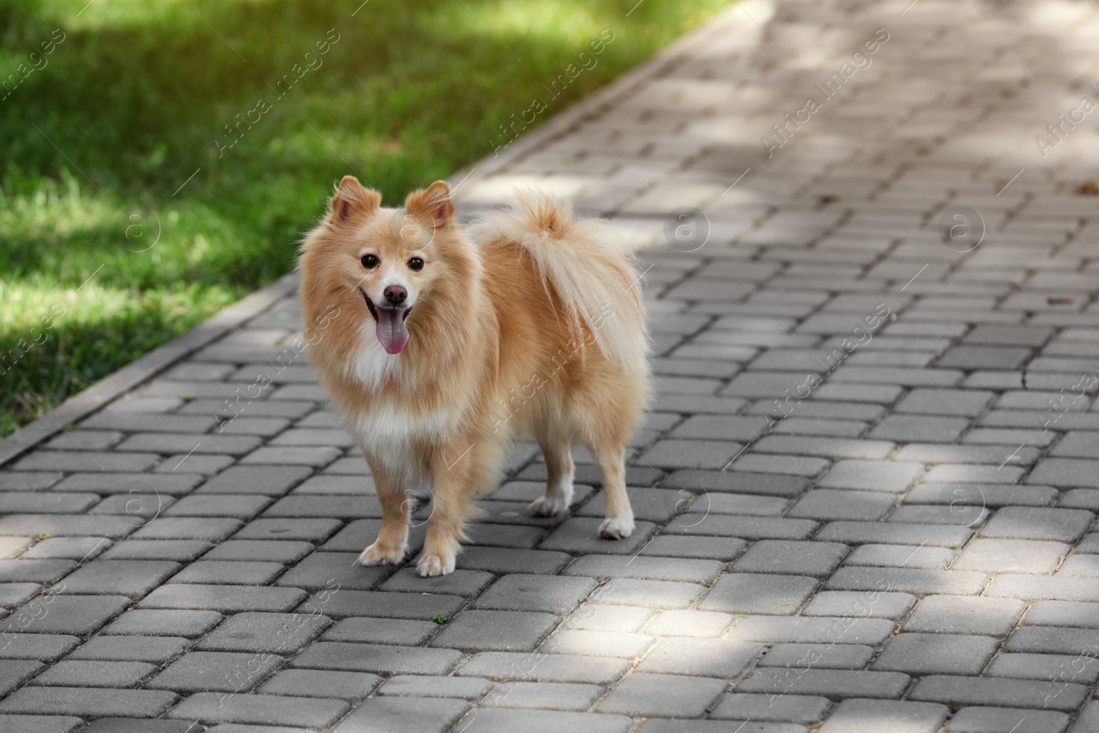 Photo of Woman with her cute dog walking on city street. closeup