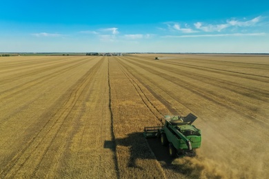 Modern combine harvester working in field on sunny day. Agriculture industry