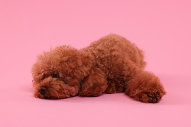 Cute Maltipoo dog on pink background. Lovely pet